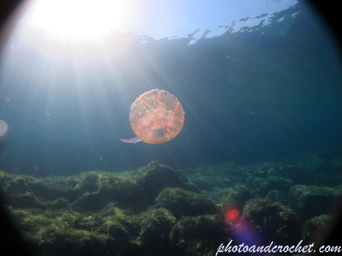 Cnidaria, Luminous Jellyfish - Pelagia noctiluca - Image