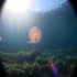 Cnidaria, Luminous Jellyfish - Pelagia noctiluca - In the morning sun