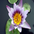 Water lily - Nymphaea capensis - Beauty in a pot