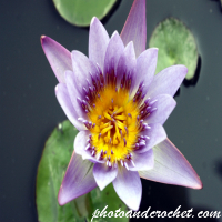 Water lily - Nymphaea capensis - Image