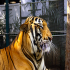 Tiger - Portrait