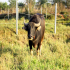 Farm Animal - Thai Water Buffalo - 02