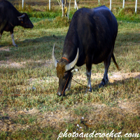 Thai Water Buffalo - Image