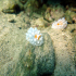 Nudibranch - Phyllidia ocellata - On the rocks