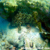 Honeycomb grouper - Epinephelus merra - Image