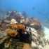 Aquatic Background - Coral Reef