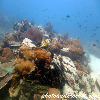 Coral reef - Image