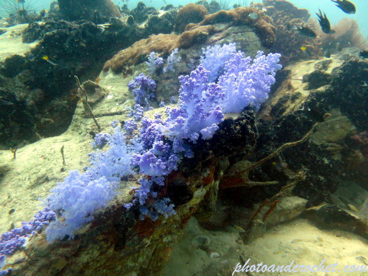 Blue Soft Coral - Dendronephthya - Image