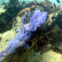 Blue Soft Coral - Dendronephthya - Image