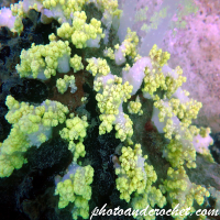 Yellow Soft Coral - Dendronephthya - Image
