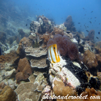 Copperband Butterflyfish - Chelmon rostratus - Image