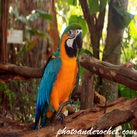 Parrot - Image