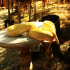 Python - Snake on a table - Image