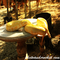 Python - Snake on a table - Image