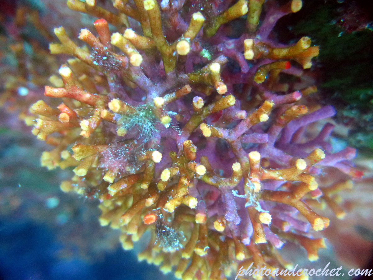 False coral - Myriapora truncata - Image