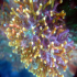 False coral - Myriapora truncata - Small Colony