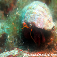Hermit Crab - Dardanus arrosor - Image