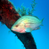Goldblotch grouper - Epinephelus costae - Coming close