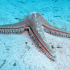 Sea Star - Astropecten aranciacus - Image