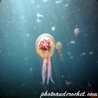 Cnidaria, Luminous Jellyfish - Pelagia noctiluca - Image