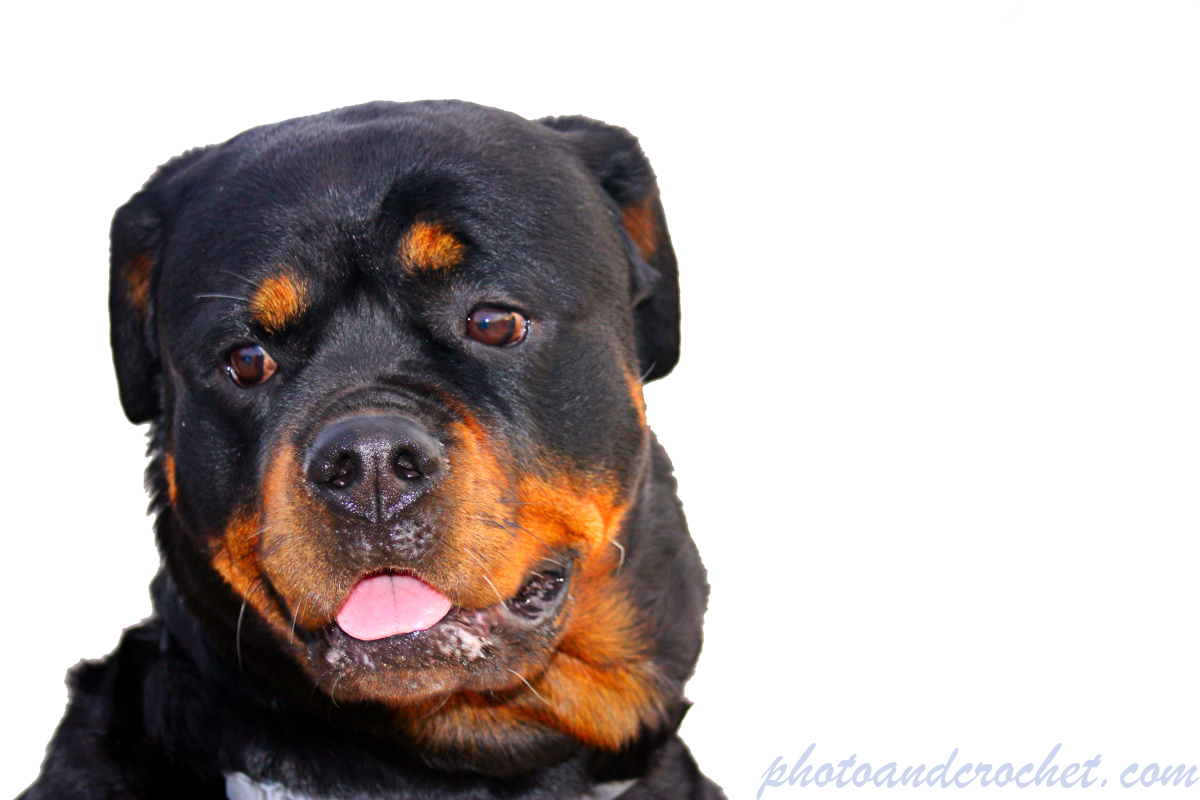  Portrait of a Rottweiler - Image