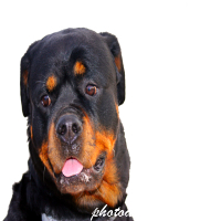  Portrait of a Rottweiler - Image