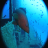 Goldblotch grouper - Epinephelus costae - I am the boss