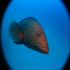 Goldblotch grouper - Epinephelus costae - Giving you a wave