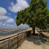 Valletta - The Tree