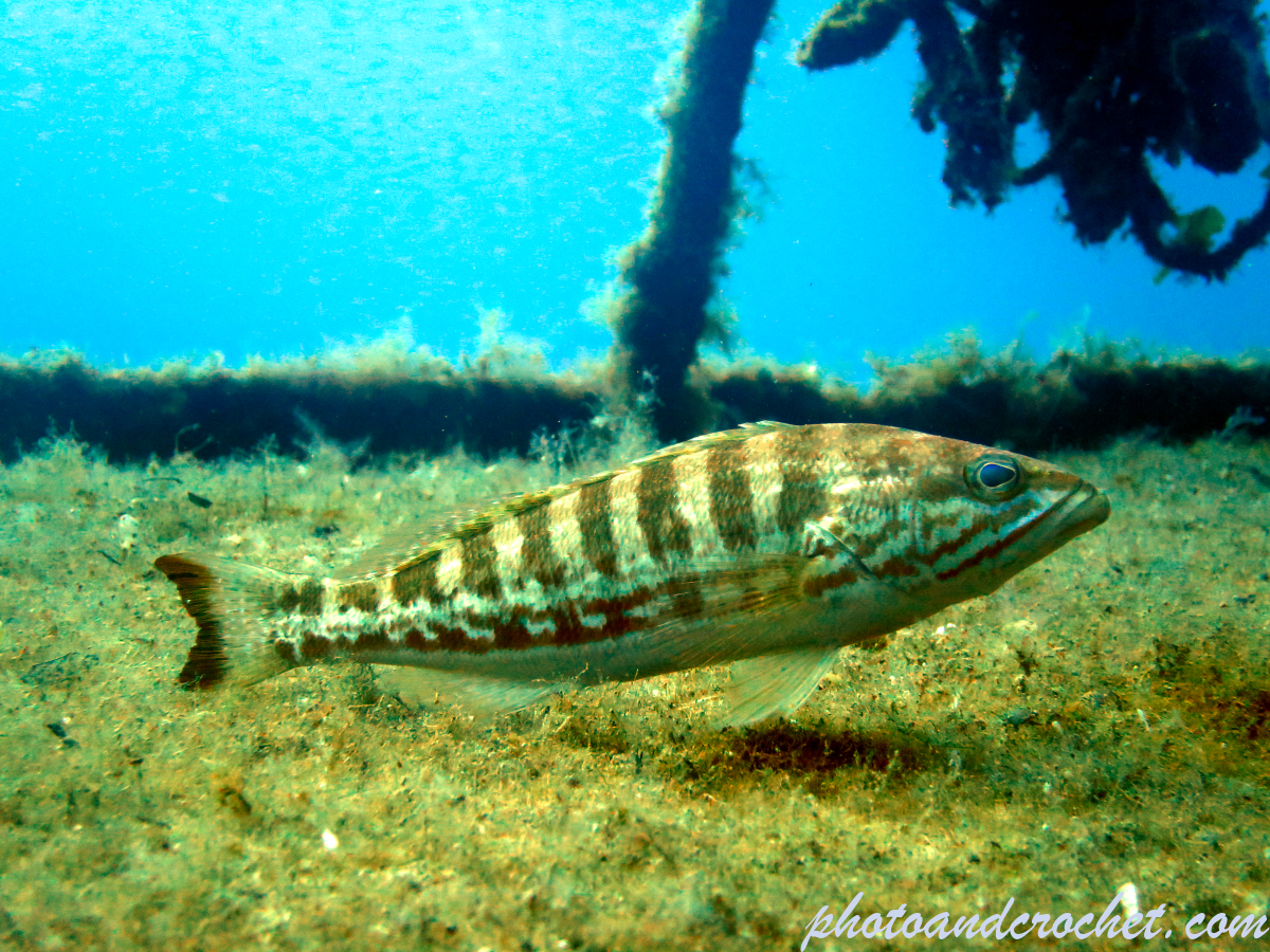 White grouper - Epinephelus aeneus - Image
