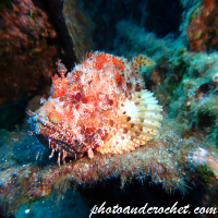 Red Scorpionfish - Scorpaena scrofa - Image