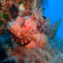 Red Scorpionfish - Scorpaena scrofa - Dragon Head - Do not disturb