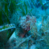 Red Scorpionfish - Scorpaena scrofa - Suspicious look