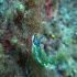 Nudibranch - Hypselodoris valenciennesi - Image