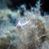 Nudibranch - Flabellina affinis - So close