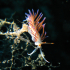 Nudibranch - Flabellina affinis - Busy laying eggs