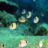 Two-banded Seabream - Diplodus vulgaris - Along the reef
