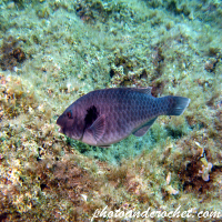 Parrotfish - Sparisoma cretense - Image