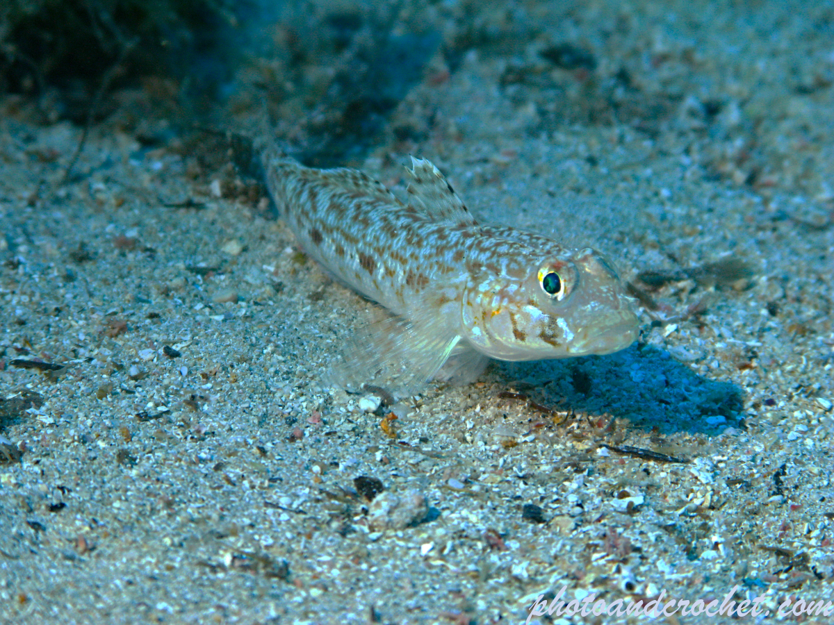 Buchicchis Goby - Gobius bucchichi - Image