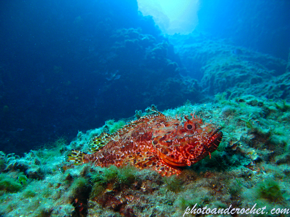 Red Scorpionfish - Scorpaena scrofa - Image