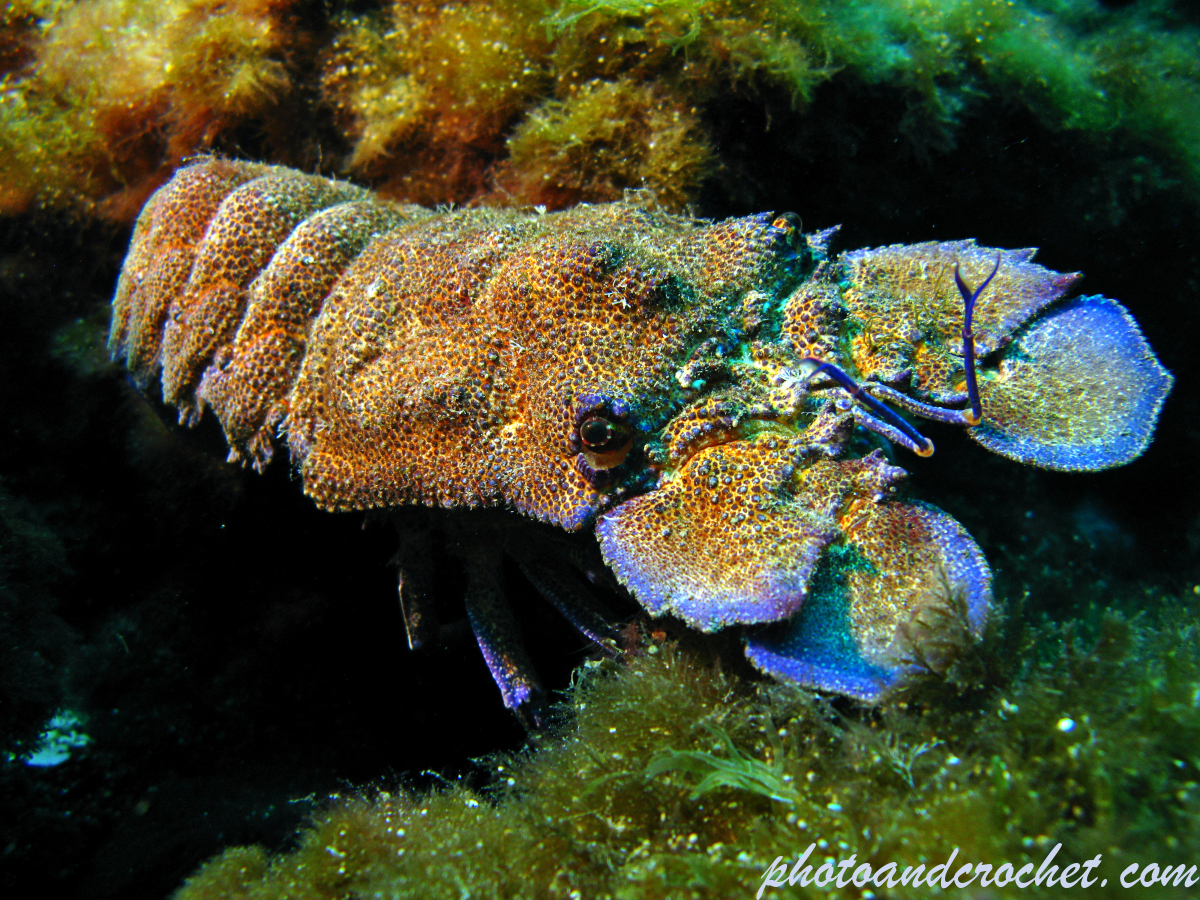 Locust lobster - Scyllarides latus - Image