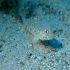 Buchicchis Goby - Gobius bucchichi - Image