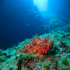 Red Scorpionfish - Scorpaena scrofa - Image