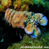 Locust lobster - Scyllarides latus - Image