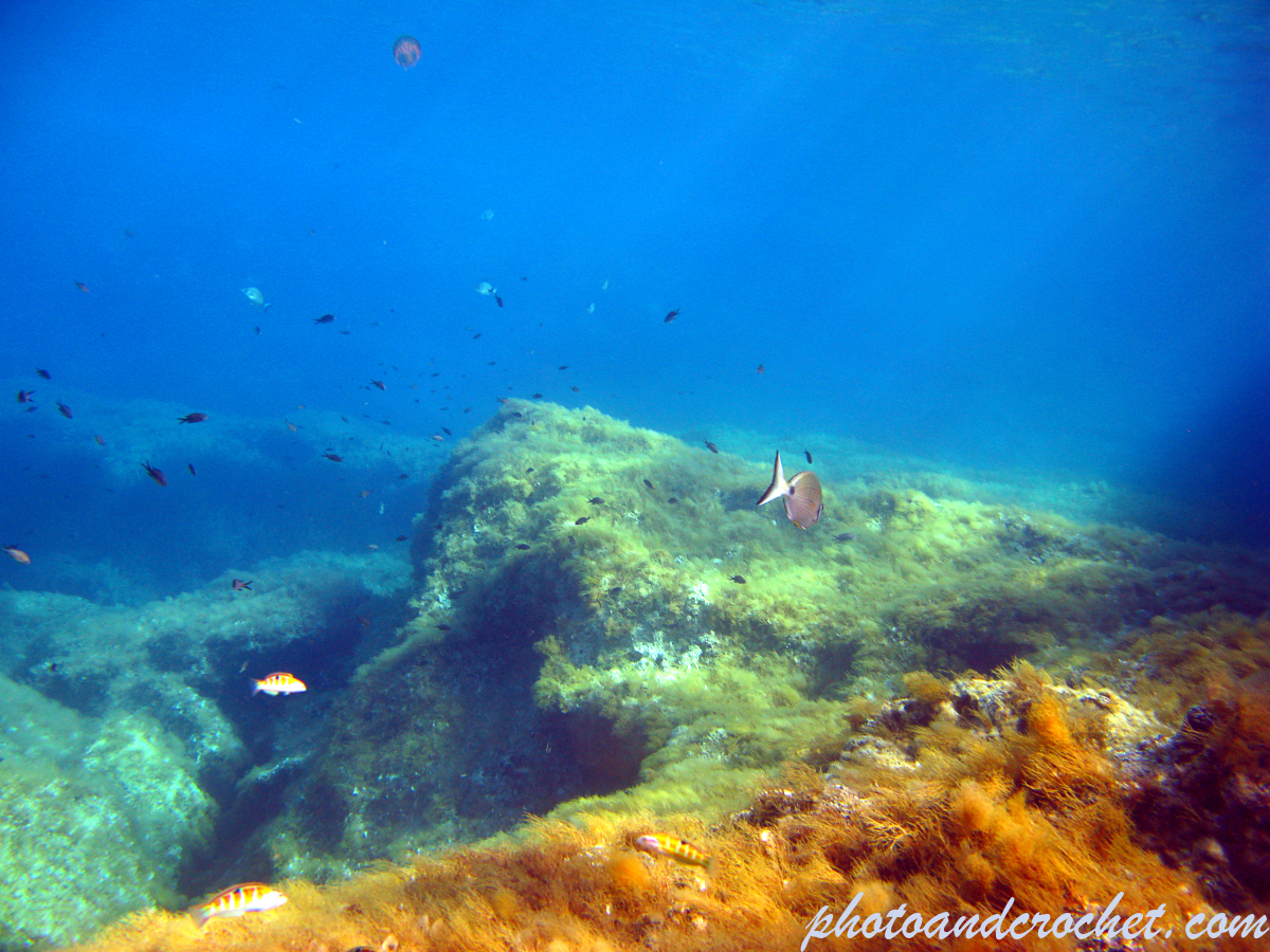 Seascape - In the Shallows - Image