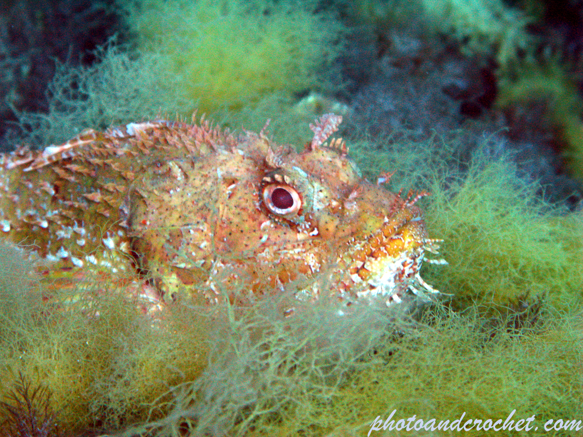 Red Scorpionfish - Scorpaena scrofa - Image