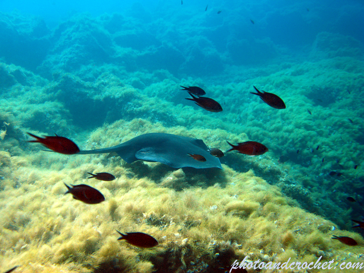 Stingray - Dasyatis pastinaca - Image