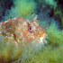 Red Scorpionfish - Scorpaena scrofa - Image