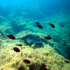 Stingray - Dasyatis pastinaca - Image