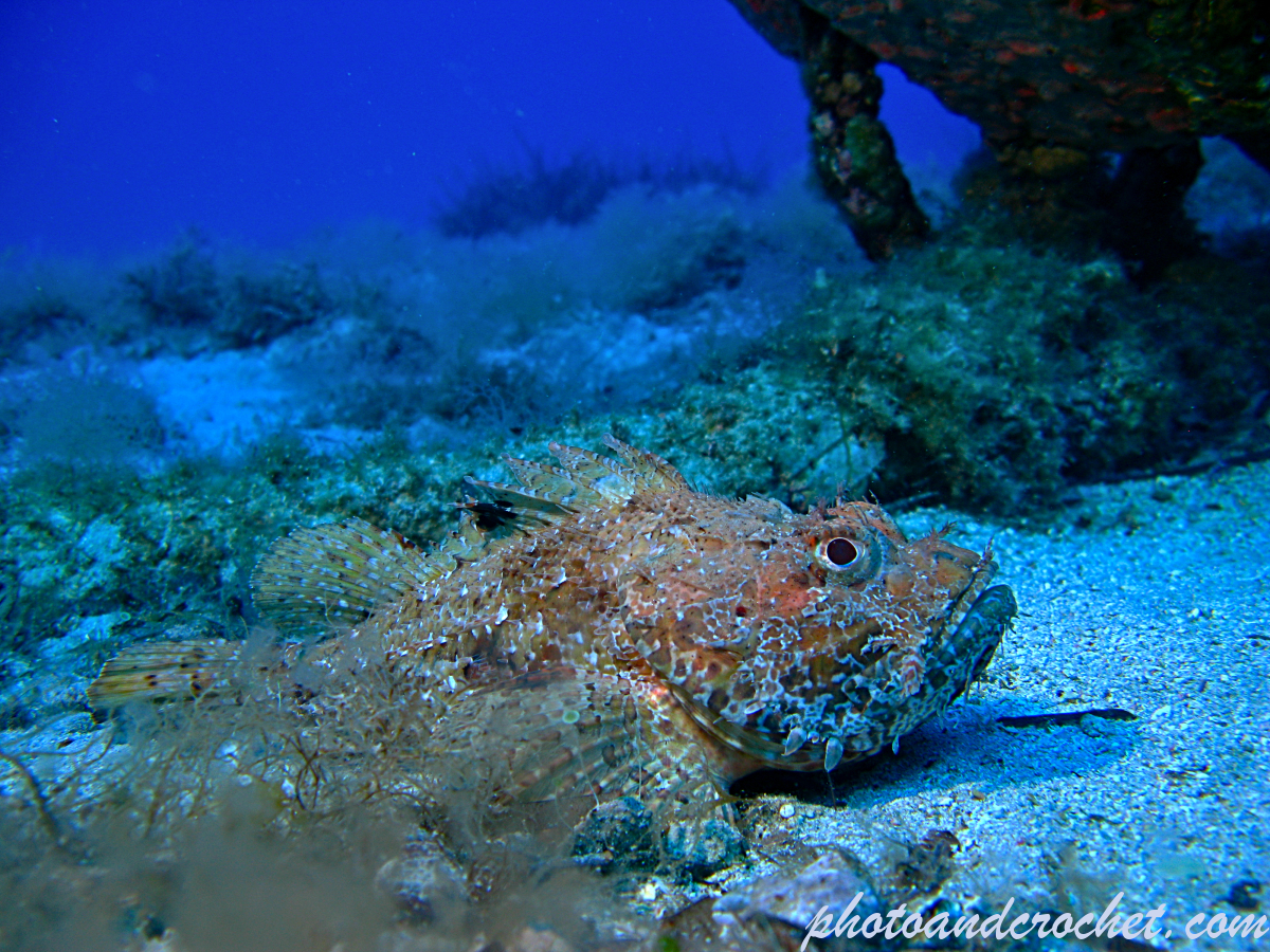 Red Scorpionfish - Scorpaena scrofa - Image